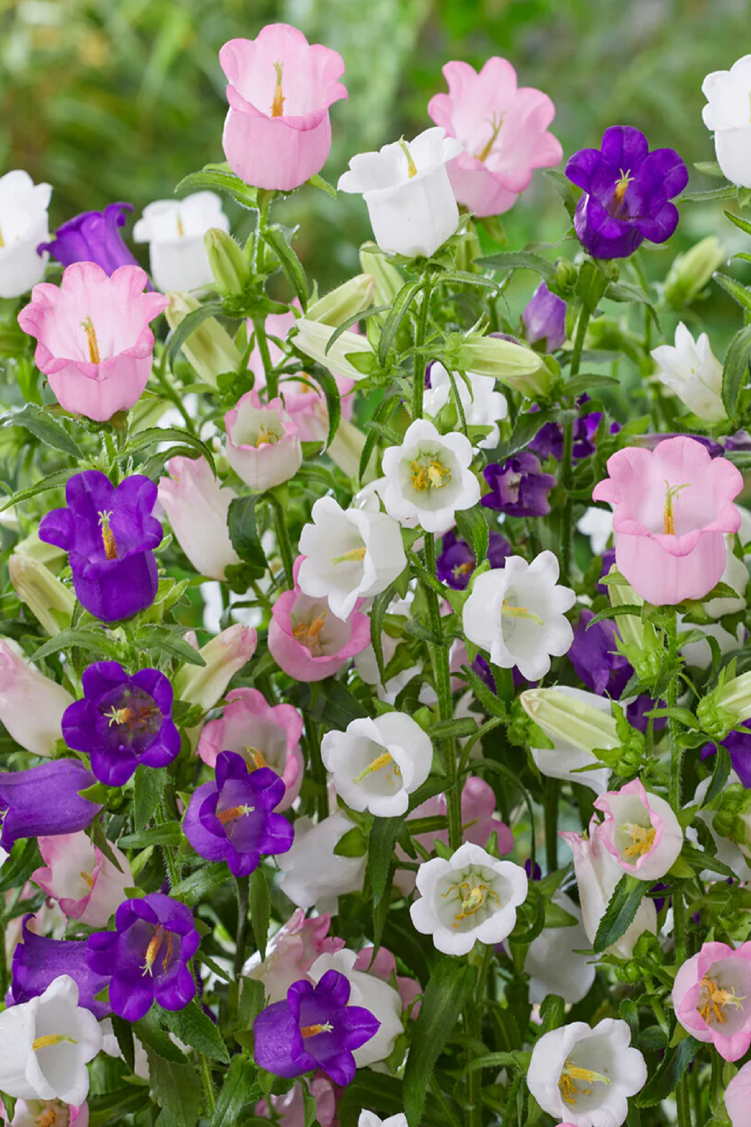 CAMPANULA MIX SEEDS