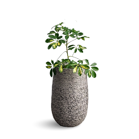 DWARF UMBRELLA TREE