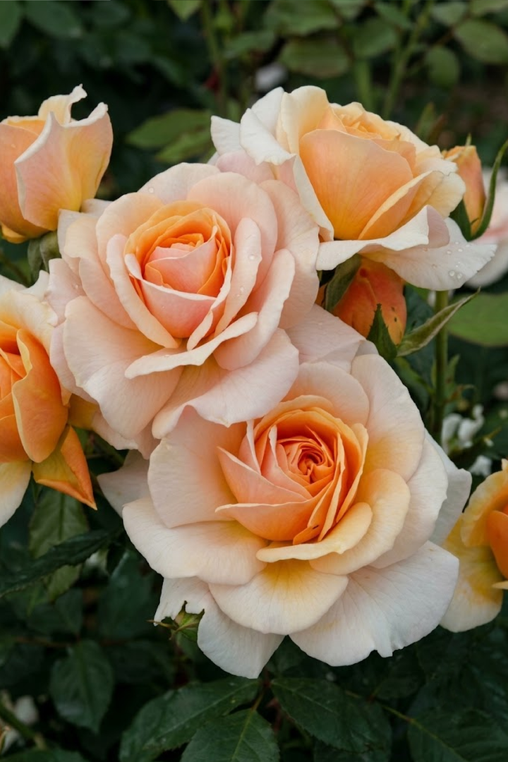 CHAMPAGNE ROSE SEEDS