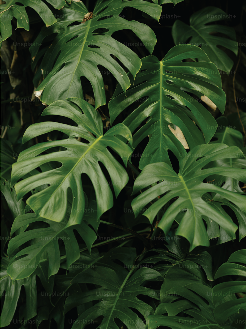 MONSTERA SWISS CHEESE PLANT