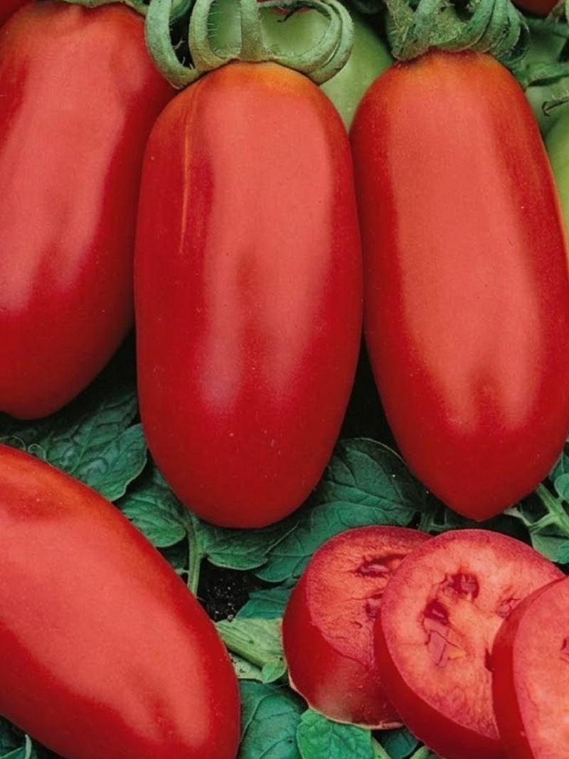 ORGANIC SAN MARZANO TOMATO SEEDLING