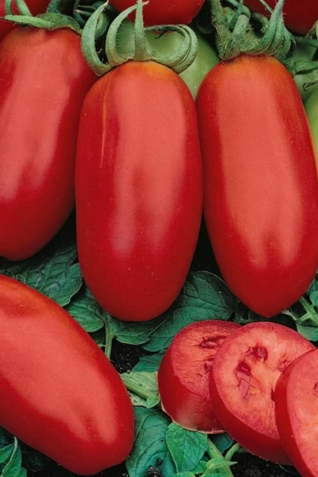 SAN MARZANO TOMATO SEEDS <br> بذور طماطم سان مارزانو