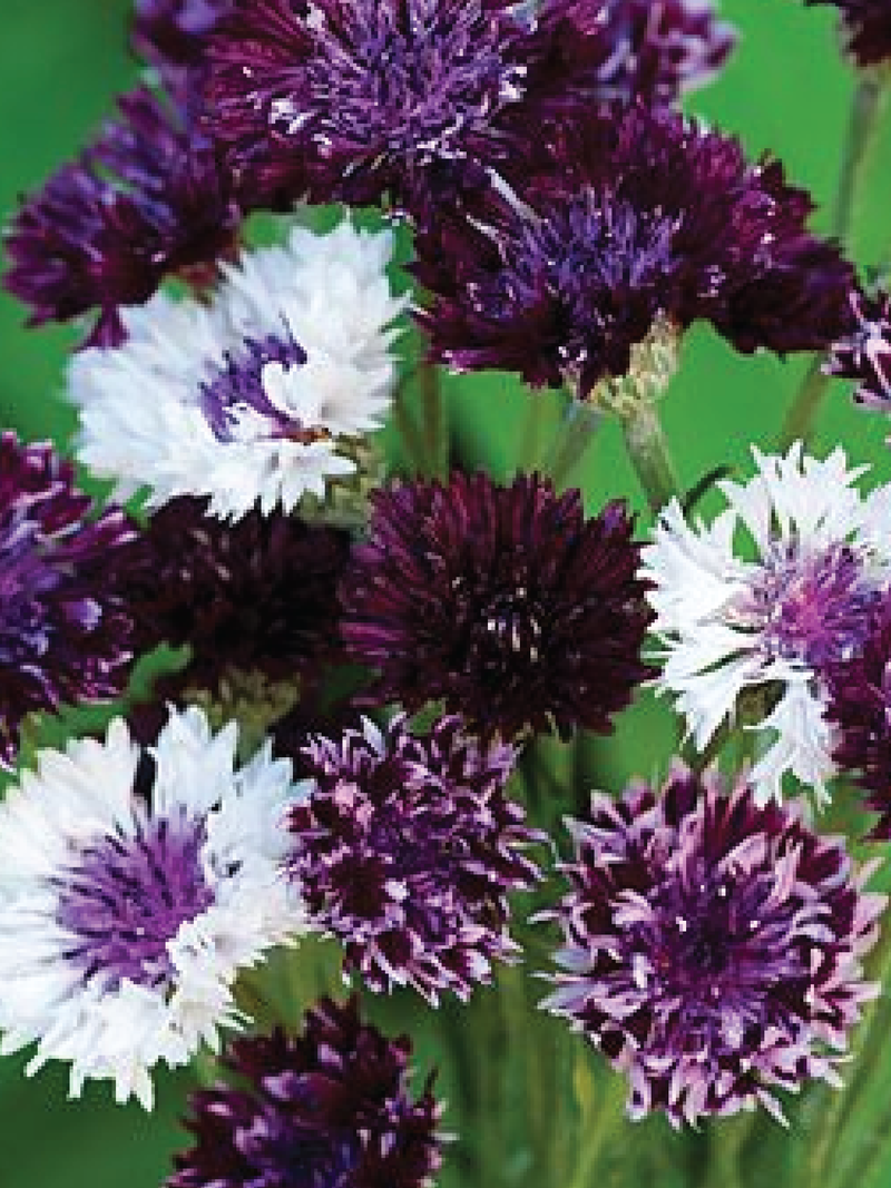 CORNFLOWER BURGUNDY BEAUTY FLOWER SEEDLING <br>شتلات زهور الكورن برغندي بيوتي