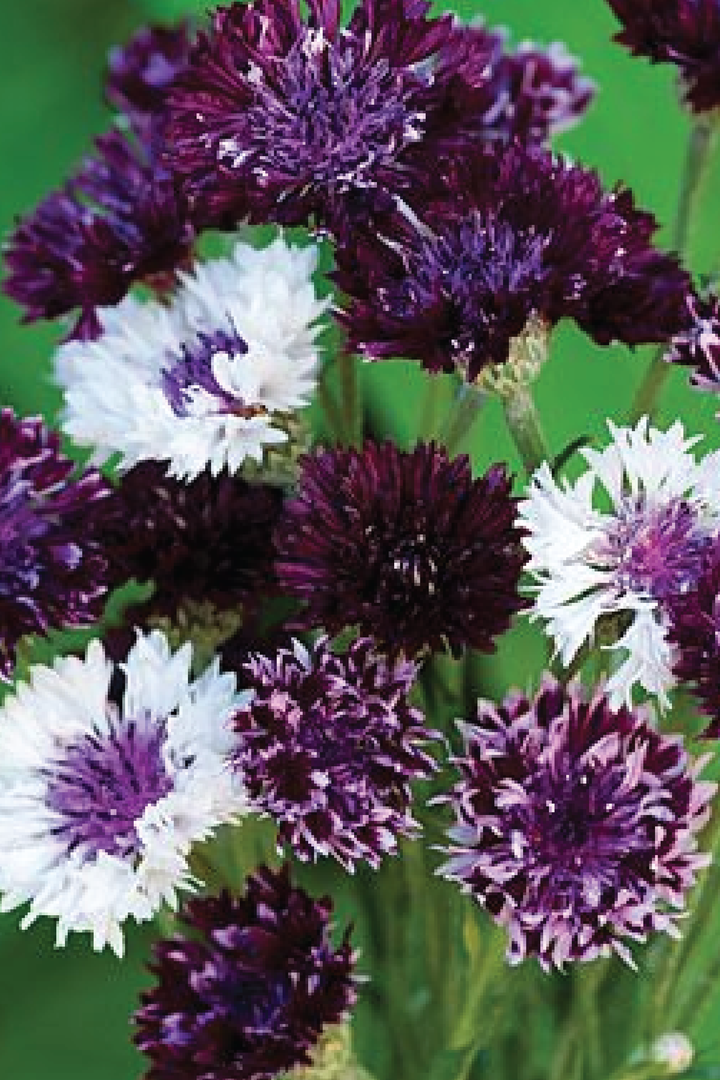 CORNFLOWER BURGUNDY BEAUTY FLOWER SEEDLING <br>شتلات زهور الكورن برغندي بيوتي