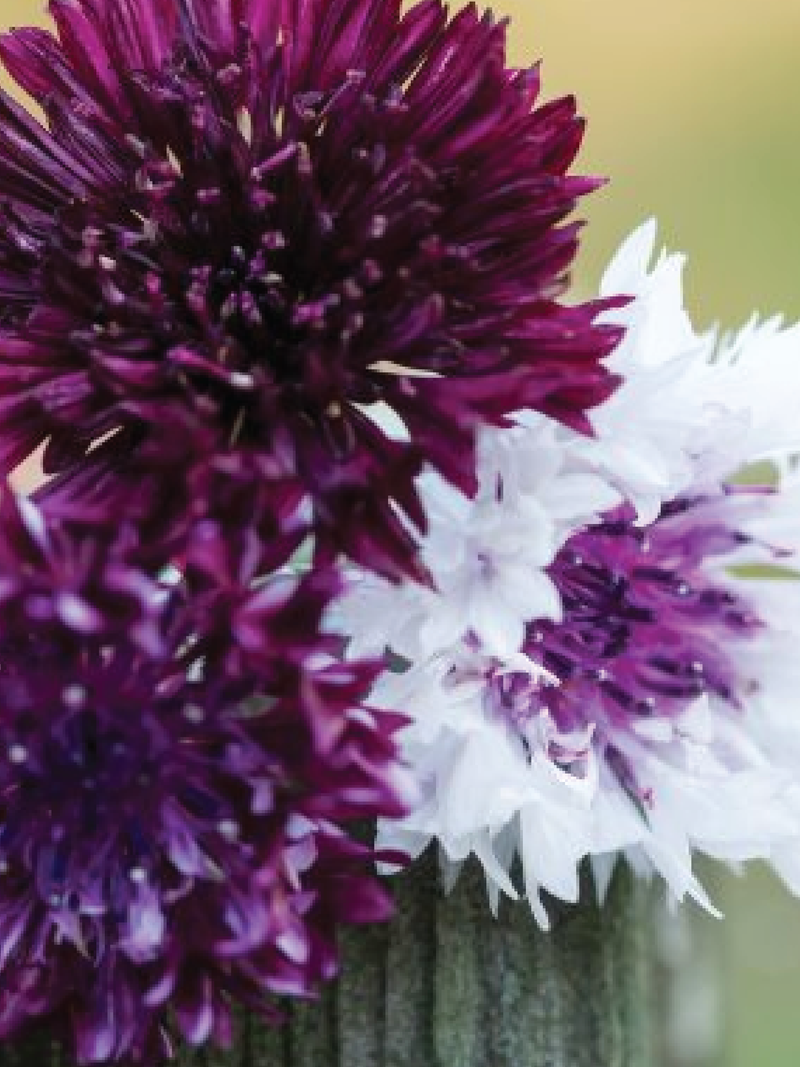 CORNFLOWER BURGUNDY BEAUTY FLOWER SEEDLING <br>شتلات زهور الكورن برغندي بيوتي