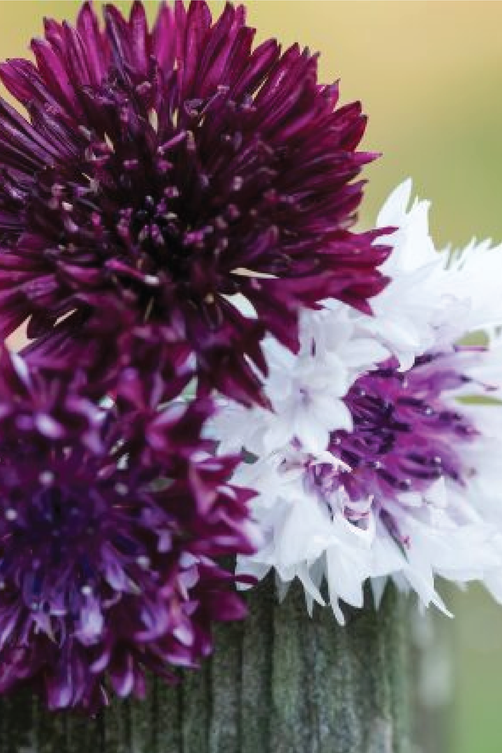 CORNFLOWER BURGUNDY BEAUTY FLOWER SEEDLING <br>شتلات زهور الكورن برغندي بيوتي
