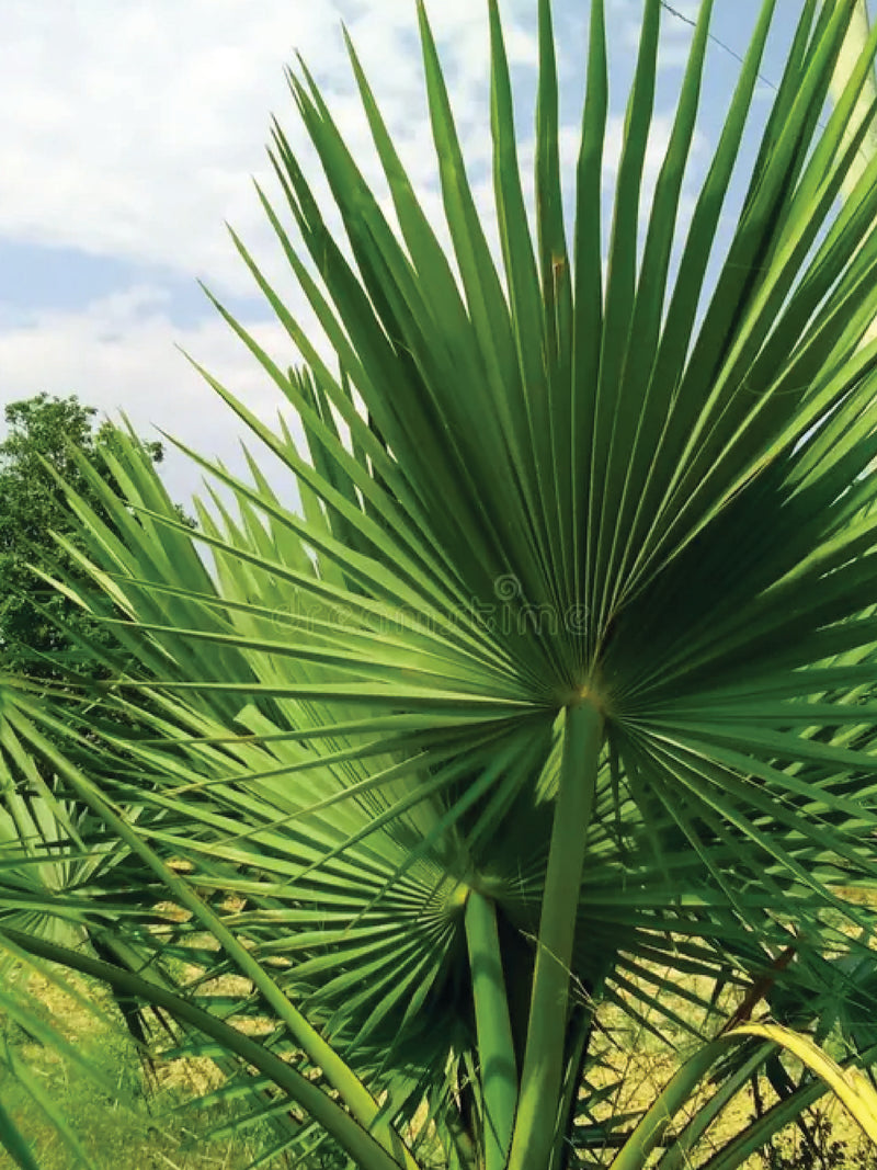 WASHINGTON PALM TREE SEEDS <br> بذور شجرة واشنطونيا