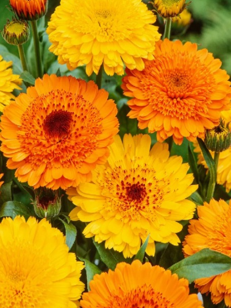 CALENDULA SEEDS