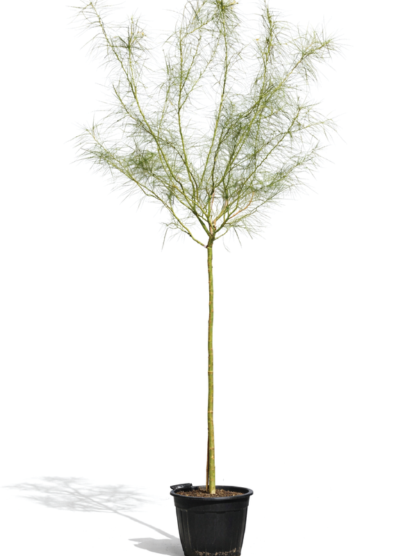 JERUSALEM THRONE TREE