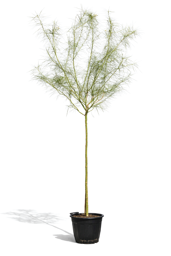 JERUSALEM THRONE TREE