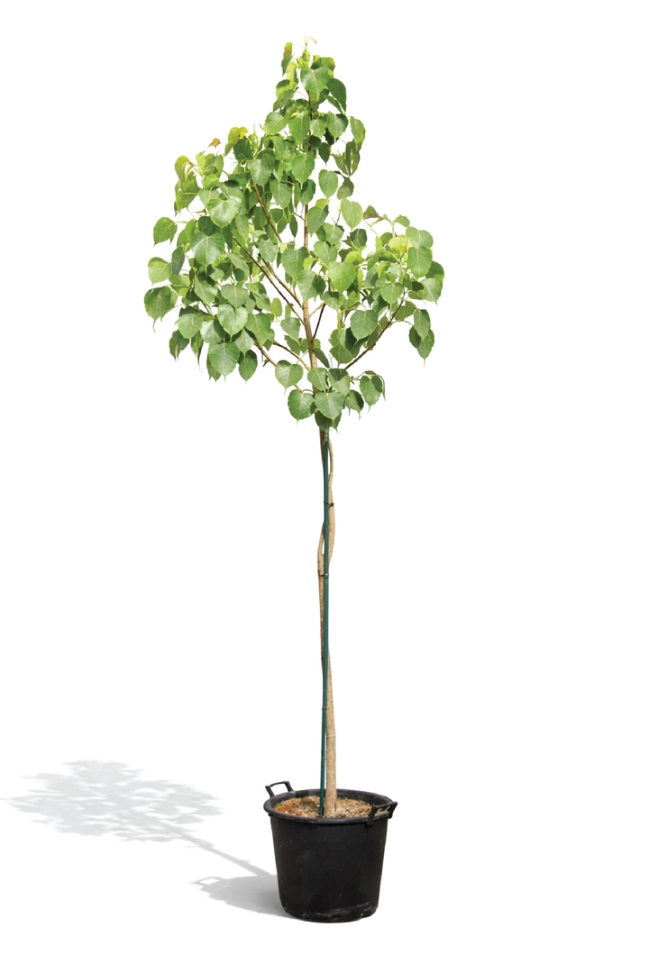 SACRED FIG TREE