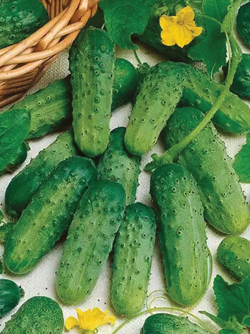 ORGANIC CUCUMBER SPACEMASTER SEEDLING <br>شتلات خيار سبيس ماستر العضوية