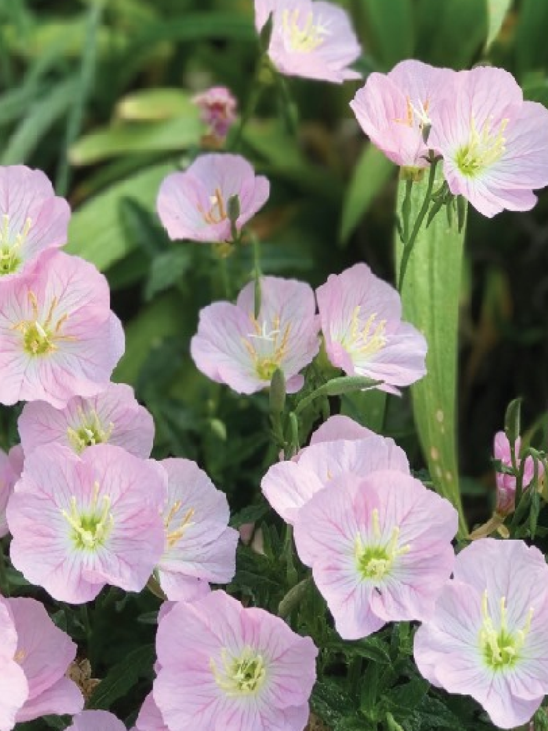 PINK EVENING PRIMROSE SEEDLING