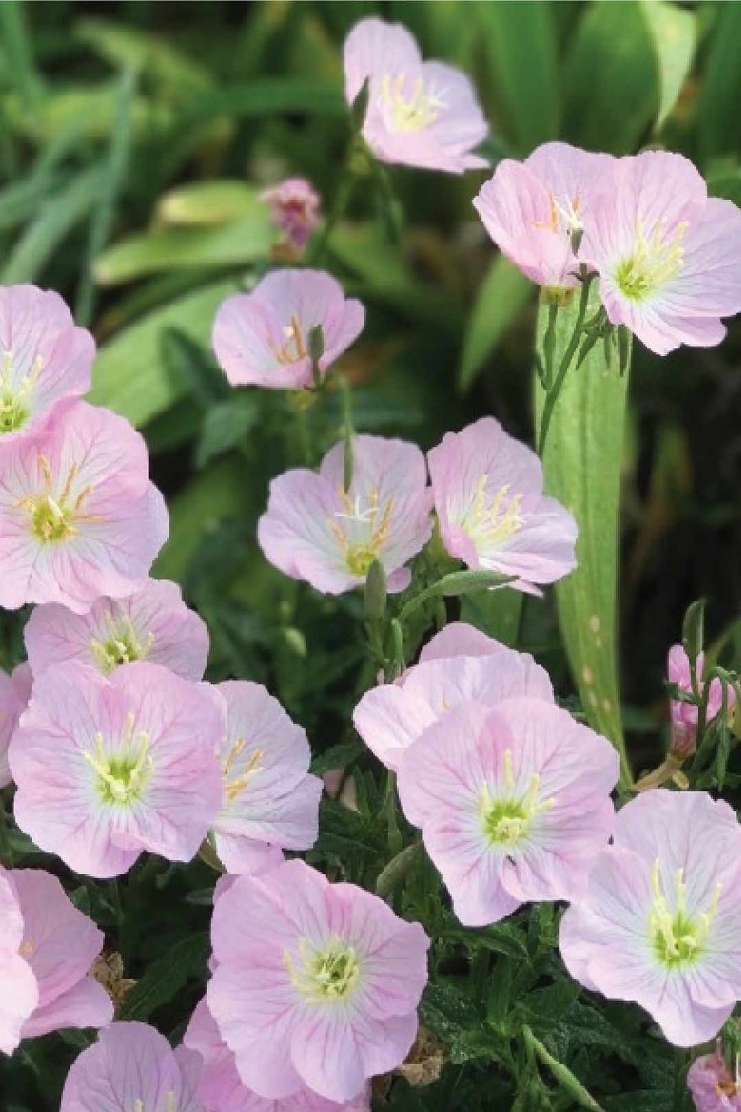 PINK EVENING PRIMROSE SEEDLING