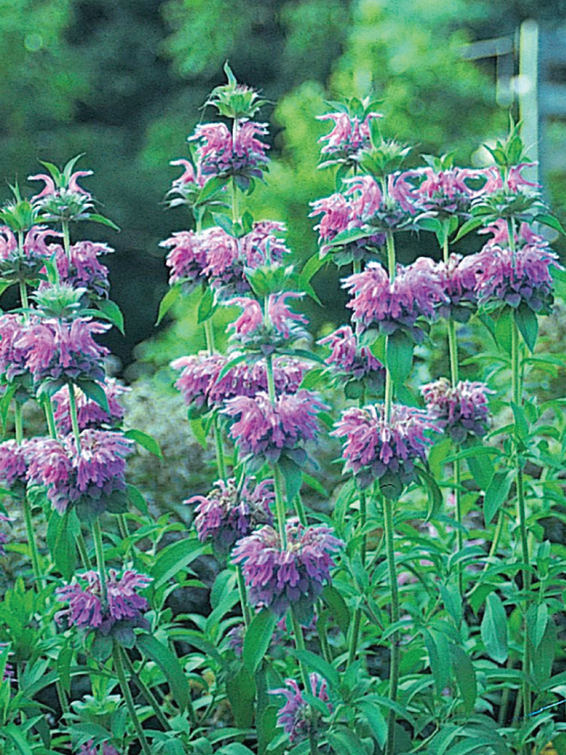 ORGANIC BERGAMOT SEEDLING <br>شتلات عشبة البرغموث العضوية