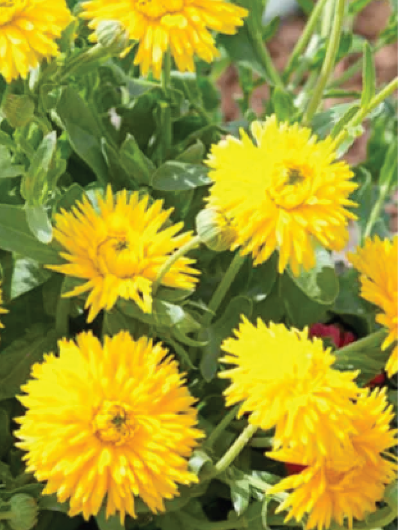 CALENDULA FLOWER SEEDLING <br>شتلات زهور الكالاندولا