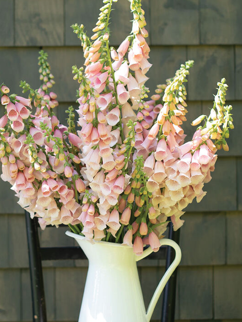 PINK GIN FOXGLOVE SEEDS <br> بذور زهور فوكس غلوف بينك جن