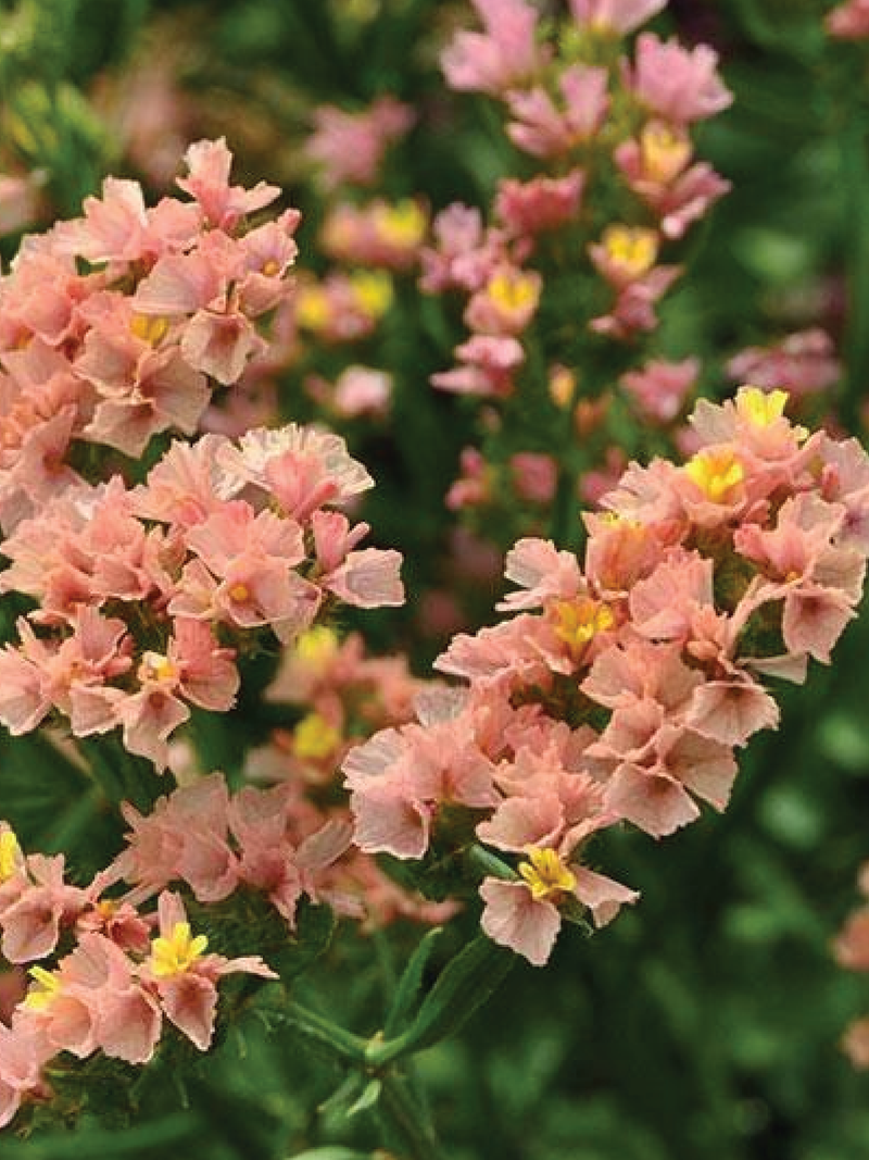 STATICE APRICOT FLOWER SEEDLING <br>شتلات زهور الستانس أبريكوت بيوتي