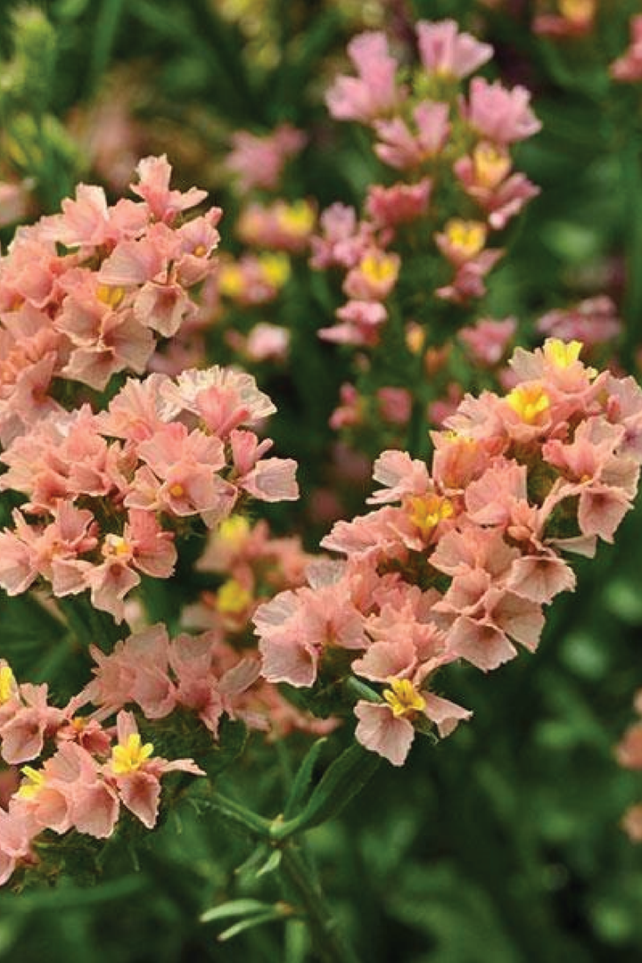 STATICE APRICOT FLOWER SEEDLING <br>شتلات زهور الستانس أبريكوت بيوتي