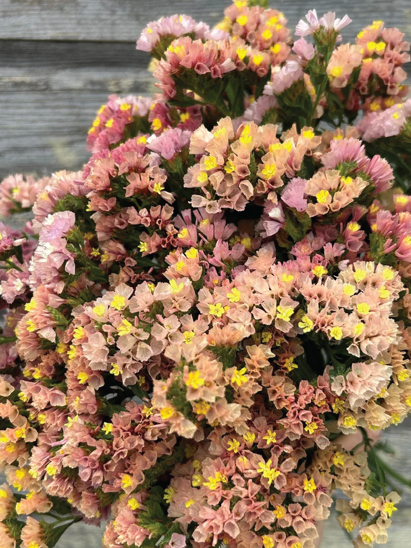 STATICE APRICOT FLOWER SEEDLING <br>شتلات زهور الستانس أبريكوت بيوتي