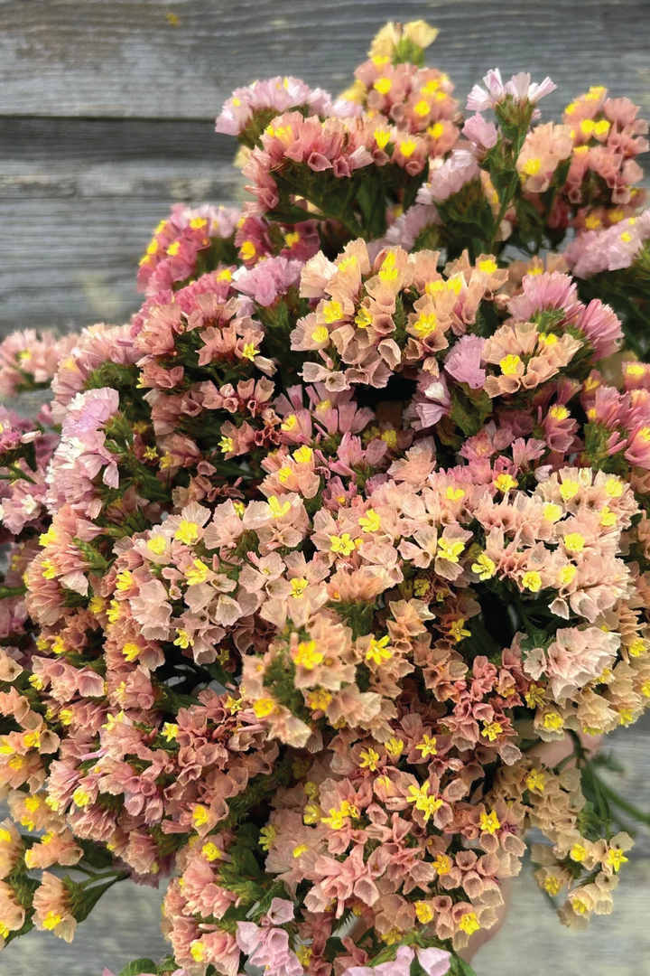 STATICE APRICOT FLOWER SEEDLING <br>شتلات زهور الستانس أبريكوت بيوتي