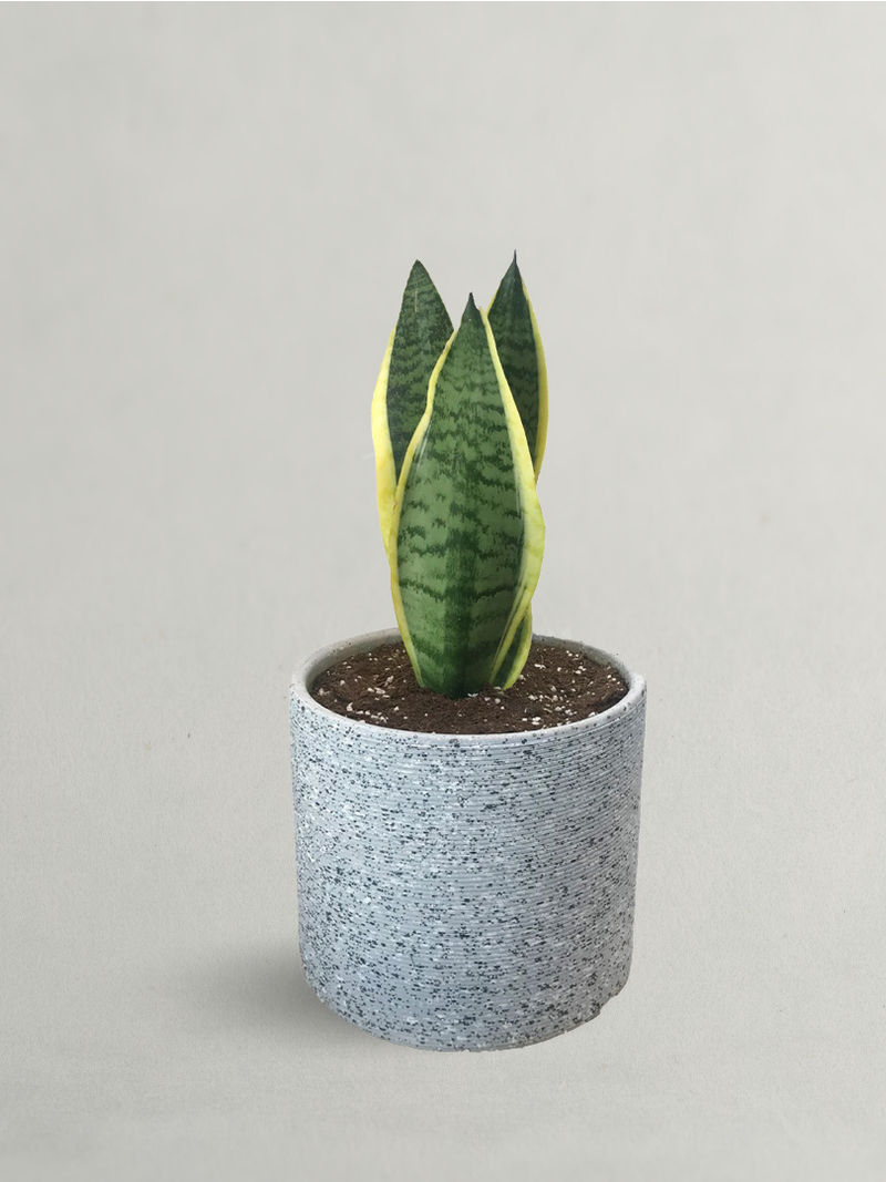 Laurentii Indoor Snake Plant