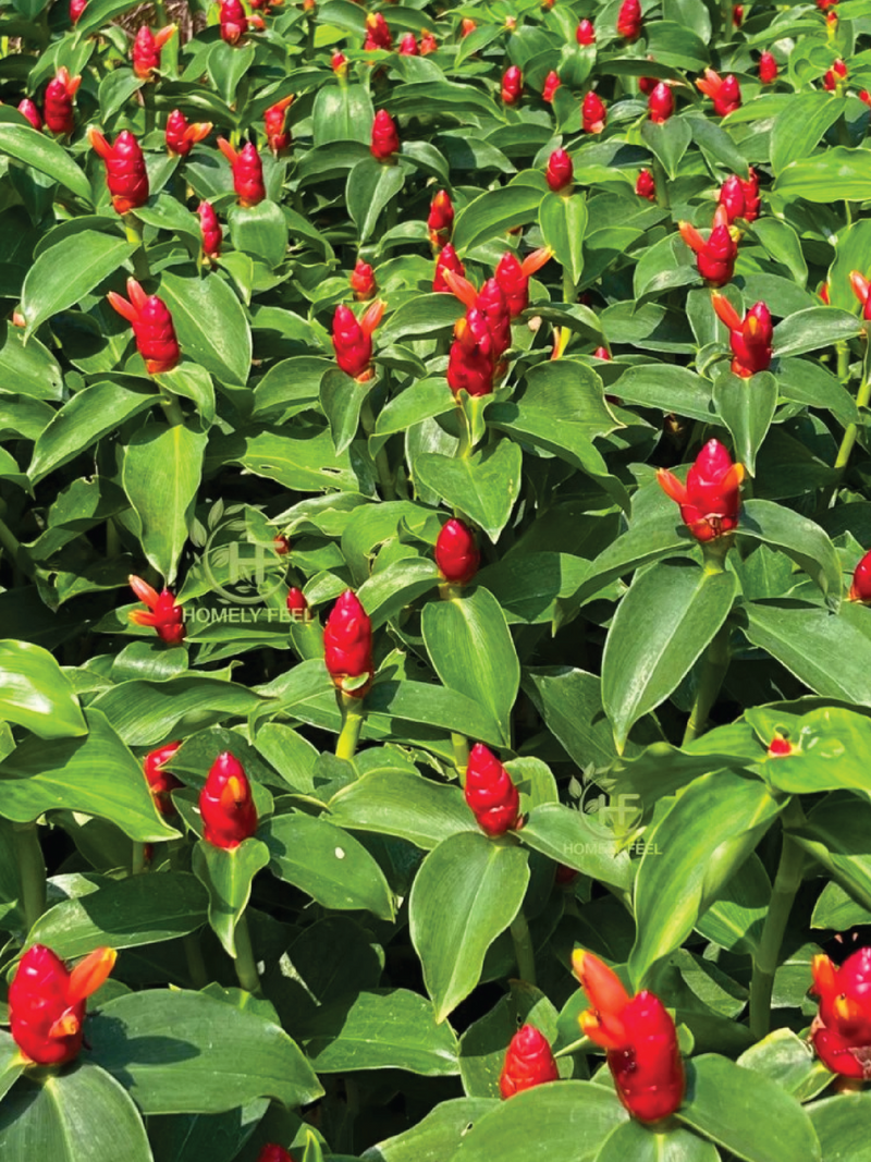 INDIAN COSTUS TREE SEEDS <br> بذور شجرة القسط الهندي