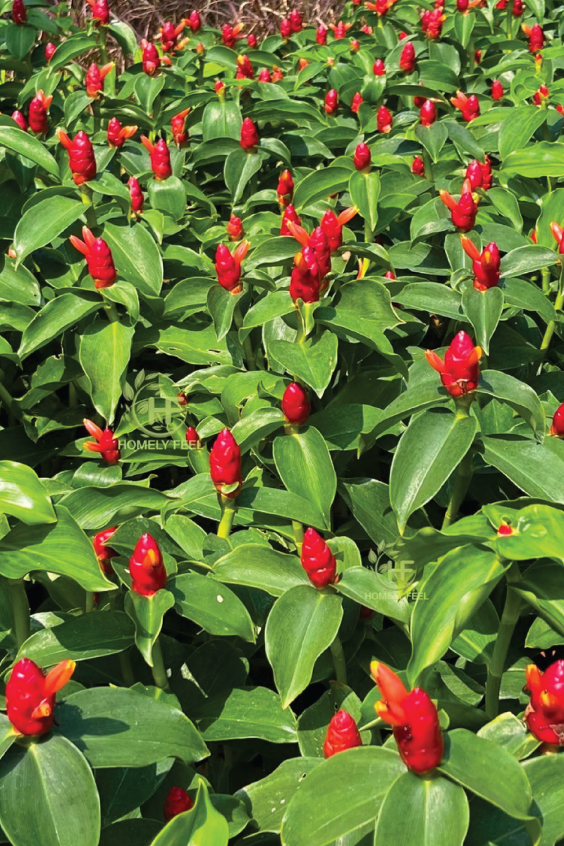 INDIAN COSTUS TREE SEEDS <br> بذور شجرة القسط الهندي