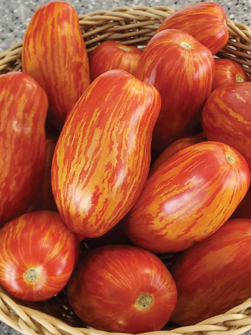 ORGANIC SPECKLED ROMAN TOMATO SEEDLING <br> شتلات طماطم سبيكلد رومان العضوية