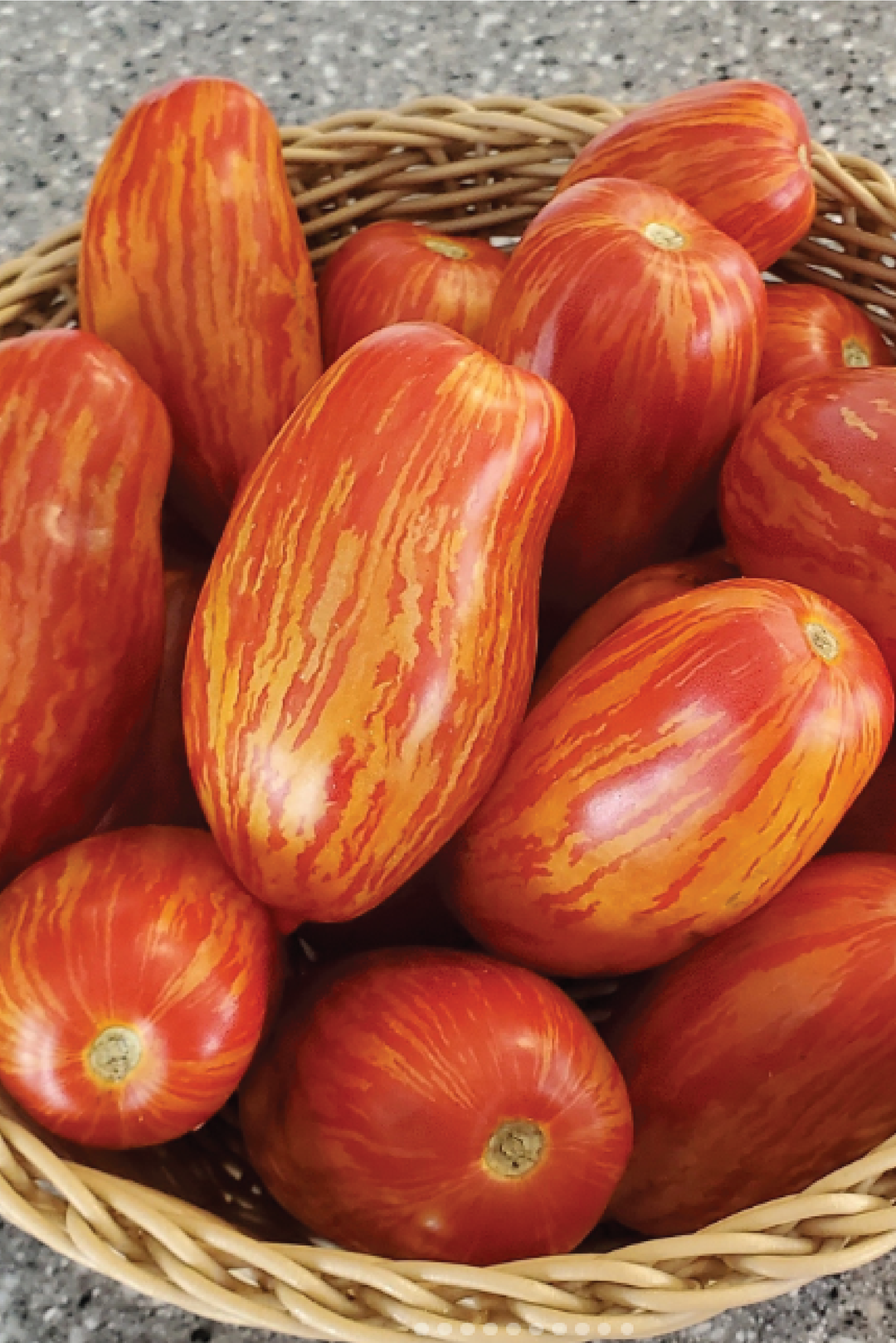 ORGANIC SPECKLED ROMAN TOMATO SEEDLING <br> شتلات طماطم سبيكلد رومان العضوية