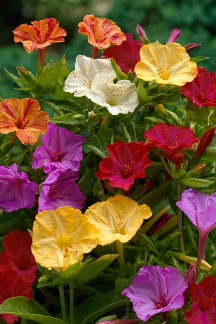 FOUR O CLOCK FLOWER SEEDLING