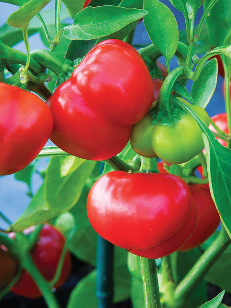 ORGANIC RED CHEESE SWEET PEPPER SEEDLING<BR>شتلات الفلفل البارد سويت تشيز العضوية