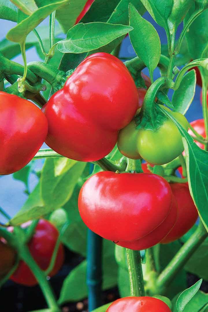 ORGANIC RED CHEESE SWEET PEPPER SEEDLING<BR>شتلات الفلفل البارد سويت تشيز العضوية