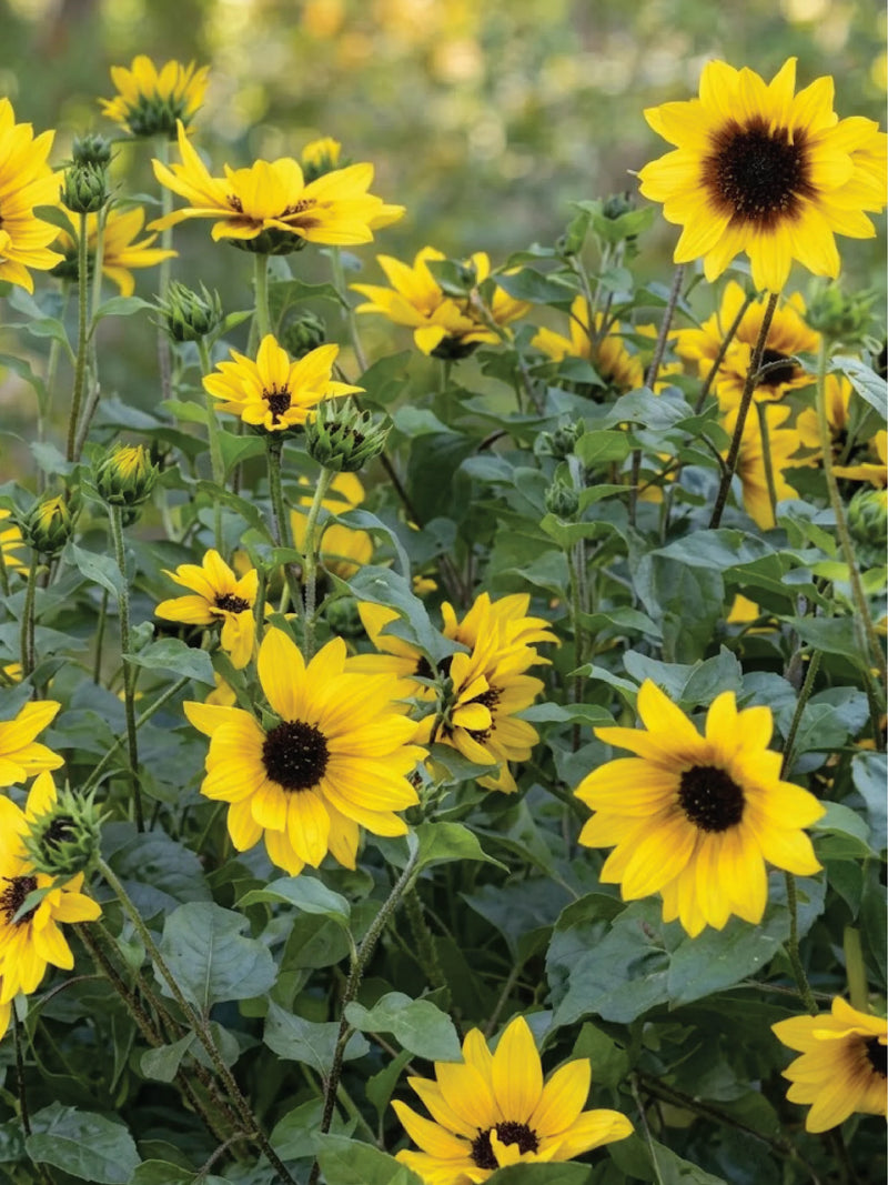 SUNFLOWER NEW CENTURY SEEDS
