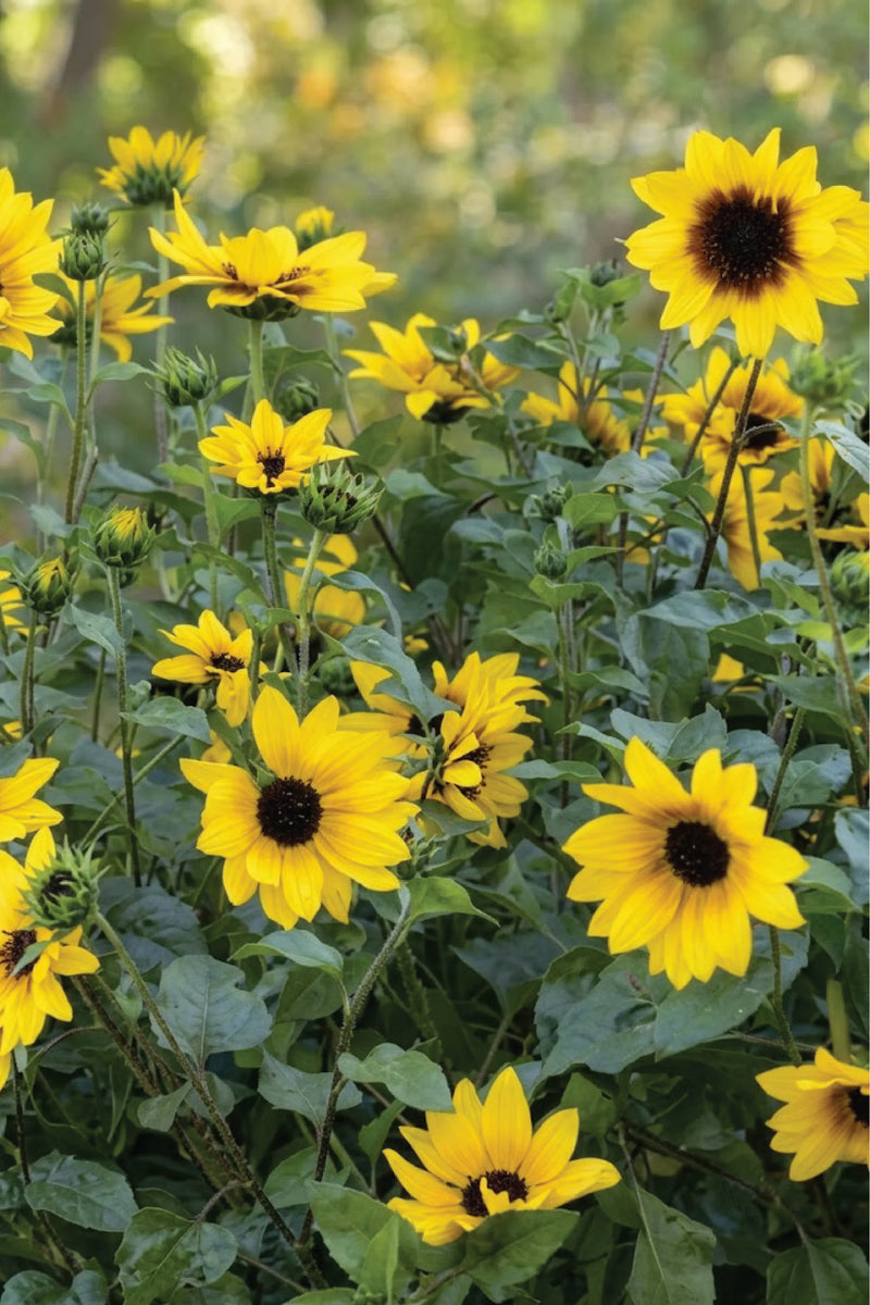 SUNFLOWER NEW CENTURY SEEDS