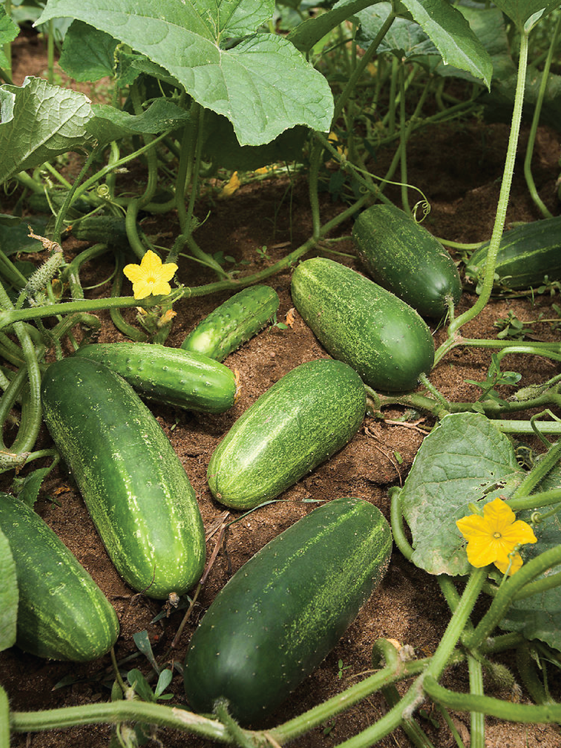 ORGANIC THAI CUCUMBER SEEDLING <br>شتلات الخيار التايلندي العضوية