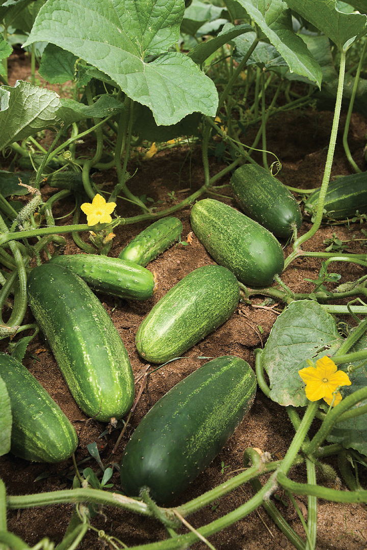 ORGANIC THAI CUCUMBER SEEDLING <br>شتلات الخيار التايلندي العضوية
