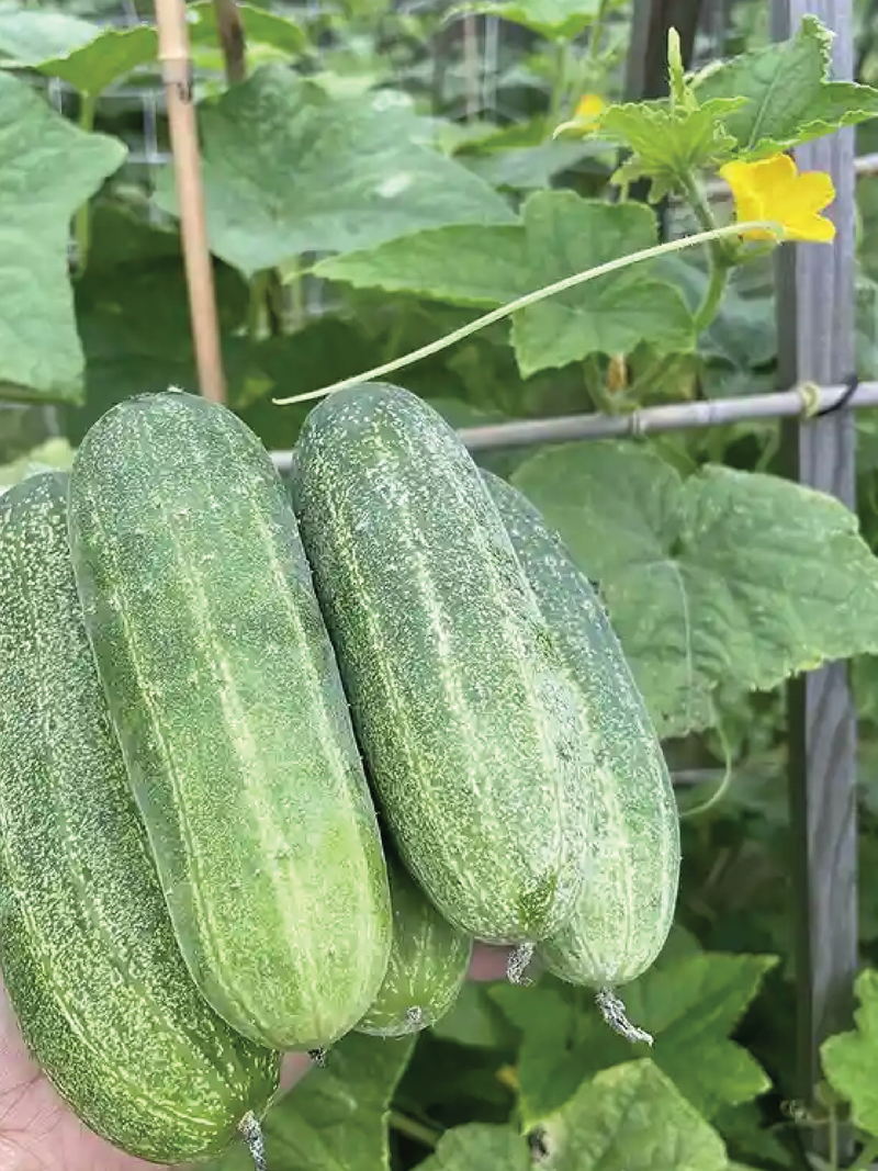 ORGANIC THAI CUCUMBER SEEDLING <br>شتلات الخيار التايلندي العضوية