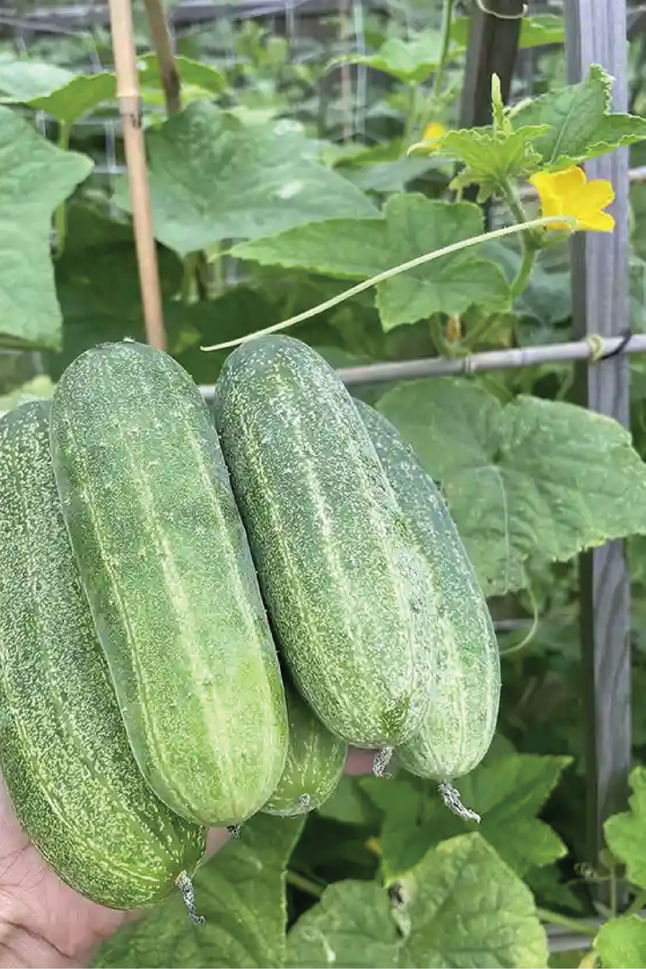 ORGANIC THAI CUCUMBER SEEDLING <br>شتلات الخيار التايلندي العضوية