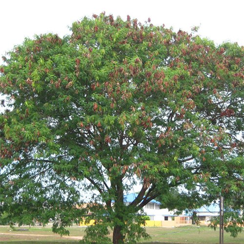 LEUCAENA TREE SEEDS <br> بذور شجرة اللوسيانا