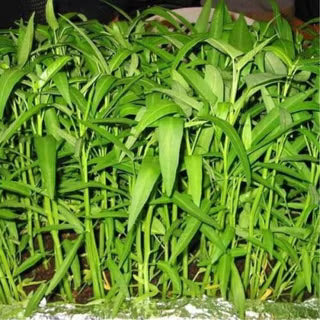 ORGANIC WATER SPINACH SEEDLING