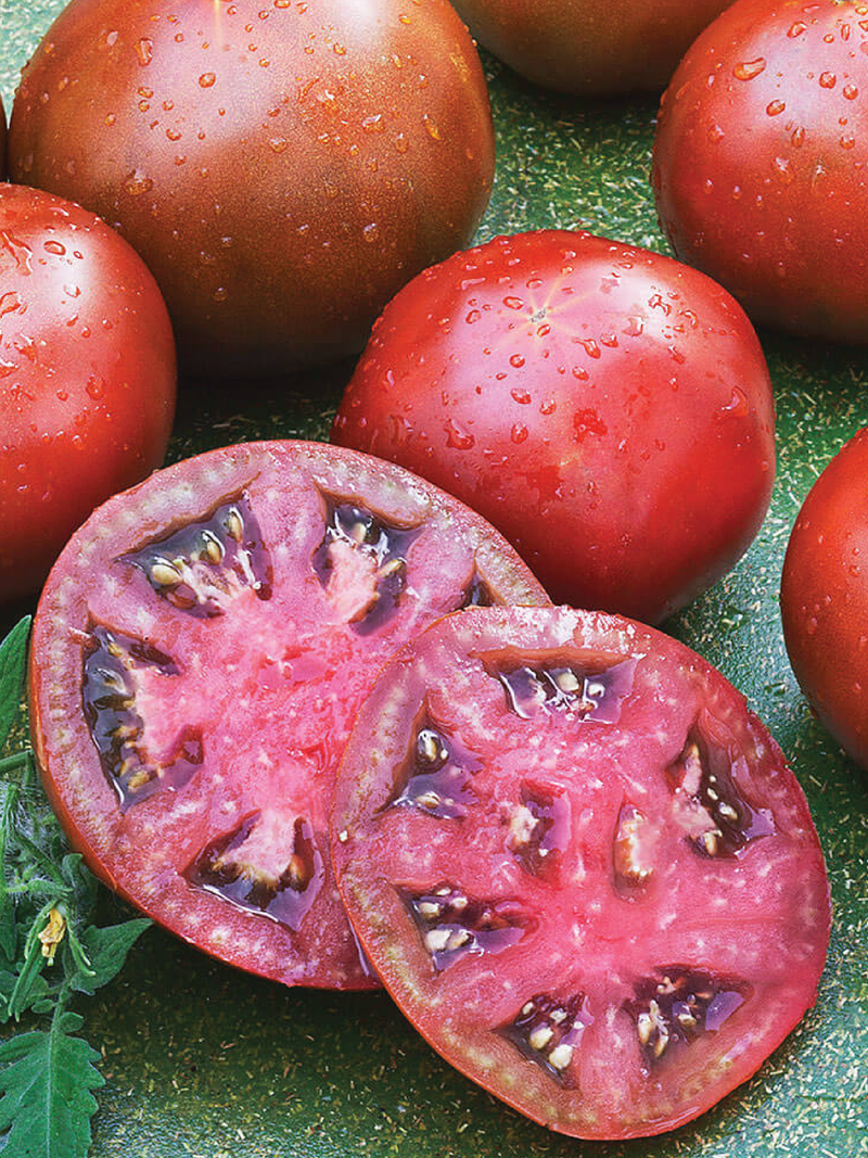 ORGANIC BROWN SUGAR TOMATO SEEDLING <br> شتلات الطماطم العضوية براون شوقر