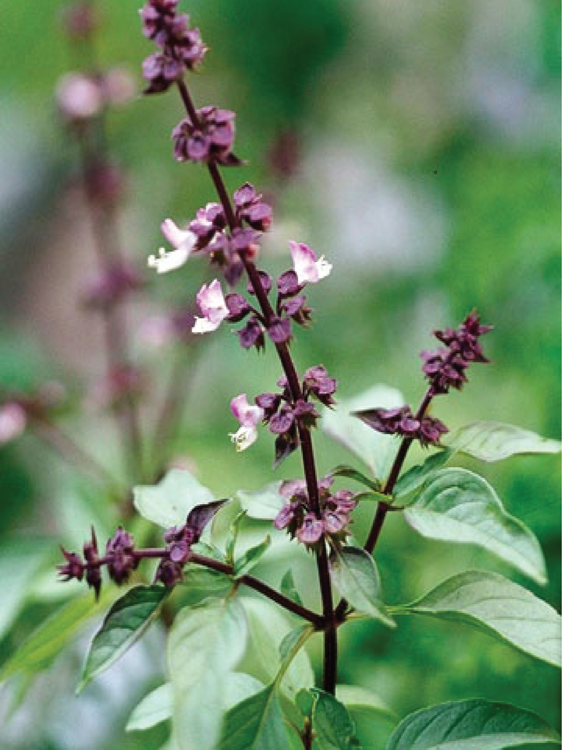 ORGANIC CINNAMON BASIL SEEDLING <br>شتلات ريحان القرفة العضوية