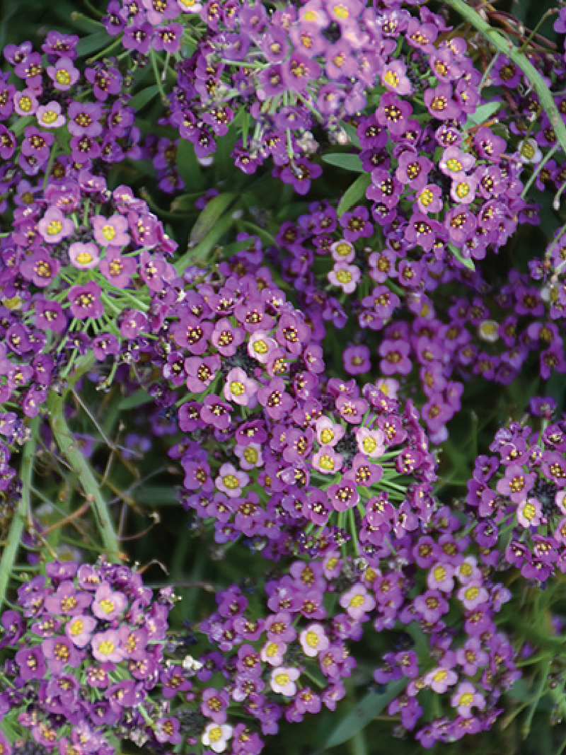 ALYSSUM PURPLE FLOWER SEEDLING<br>شتلة زهرة اليسوم الأرجوانية