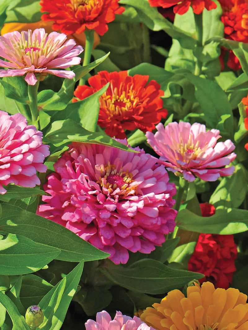 ZINNIA FANTASY SEEDS