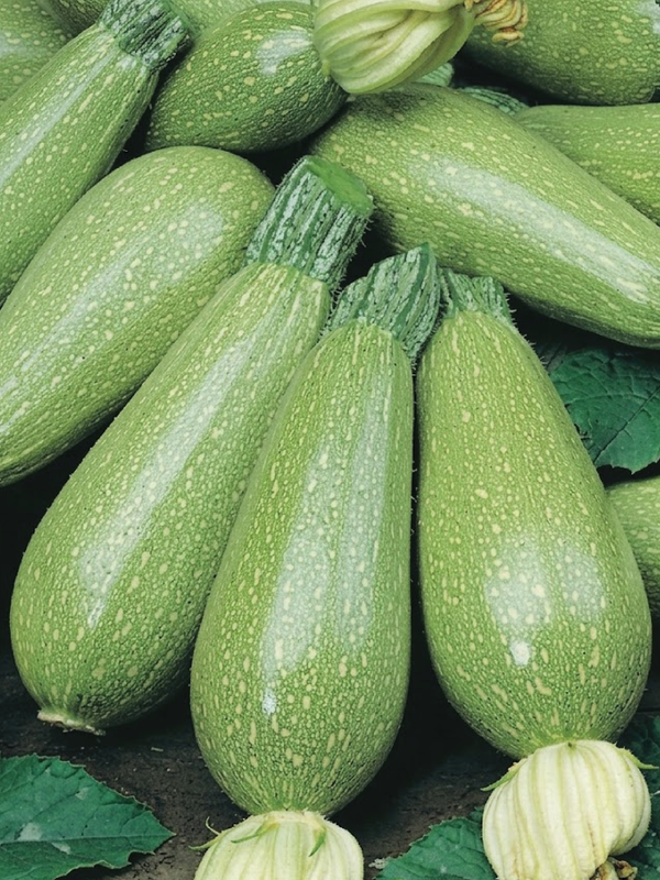 ZUCCHINI SQUASH SEEDS