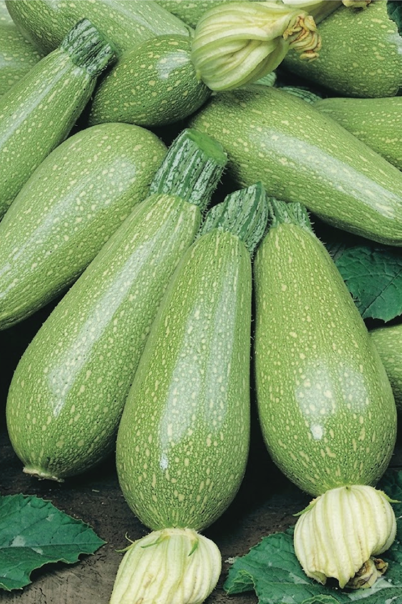 ZUCCHINI SQUASH SEEDS<br>بذور الكوسا