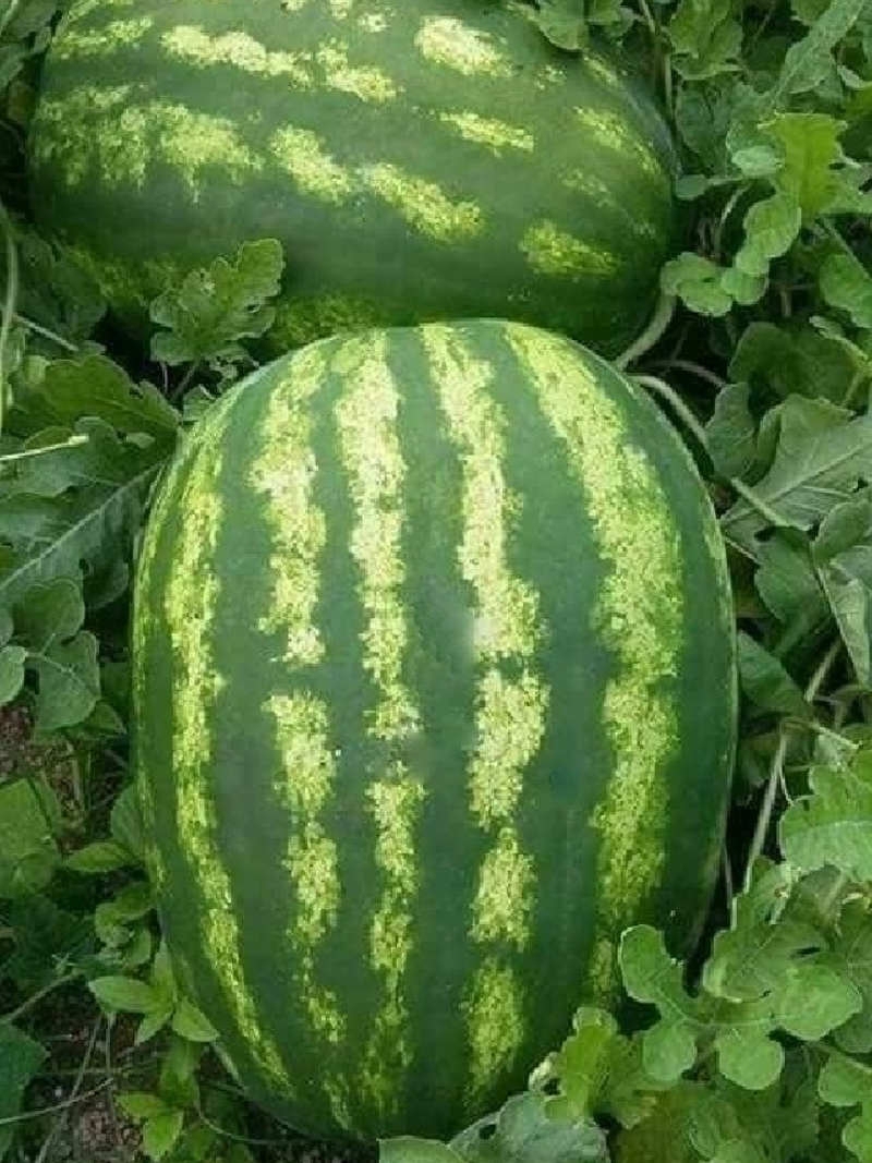 KING WATERMELON SEEDS