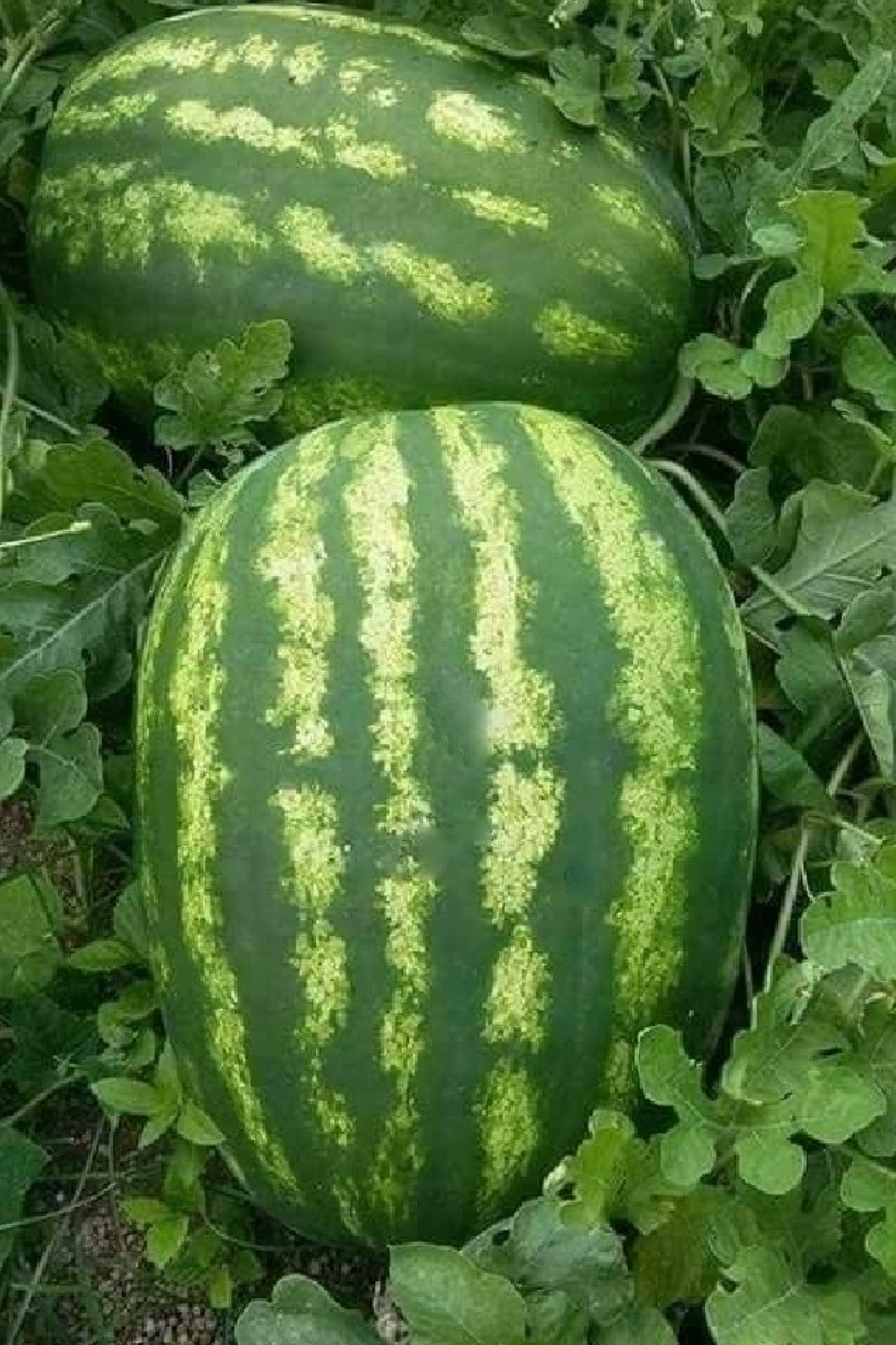 بذور البطيخ الملكي