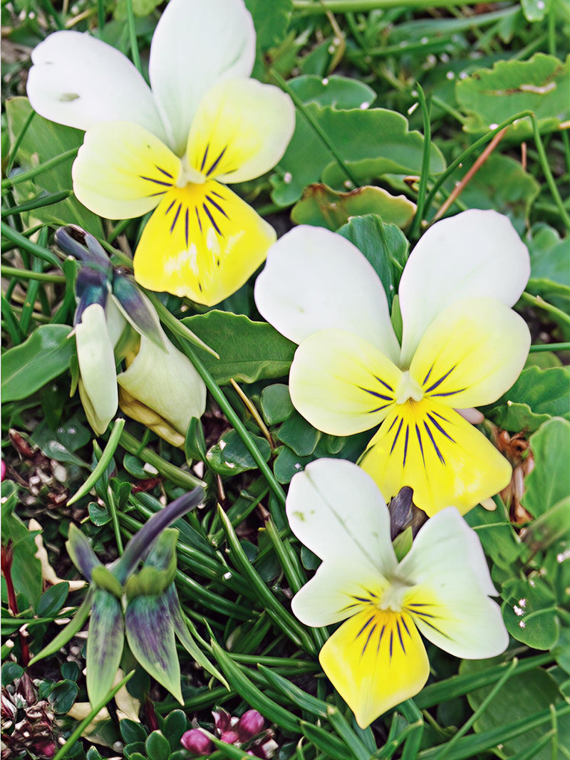 JOHNNY JUMP UP VIOLA FLOWER SEEDLING <br> شتلات زهور الفايولا جوني جامب اب